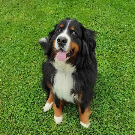 Alpin شقة فندقية فلاخاو