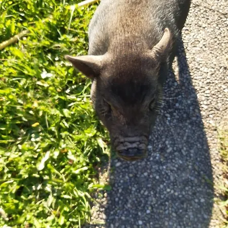 Alpin Φλαχάου