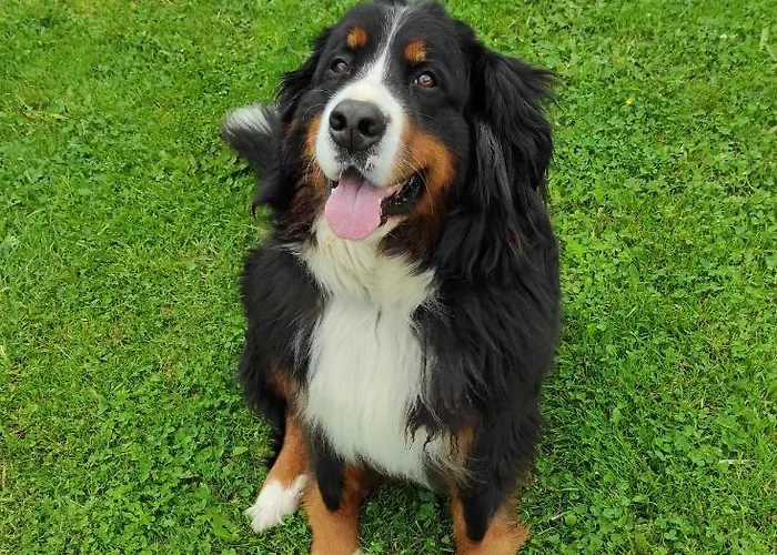 Alpin Aparthotel Flachau